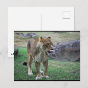 Ein Hauch der Wildnis Postkarte