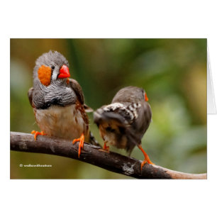 Ein heikles Paar Zebra Finches