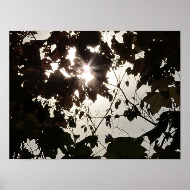 Ein heller Ort in einem dunklen Wald Poster (Vorne)