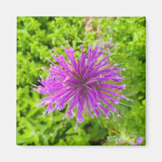 Ein Hinweis auf Z "Fuschia Burst"-Magnet Magnet (Vorne)