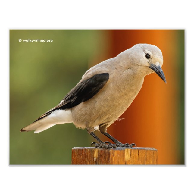 Ein hoffnungsvoller Clarks Nutcracker Fotodruck (Vorne)