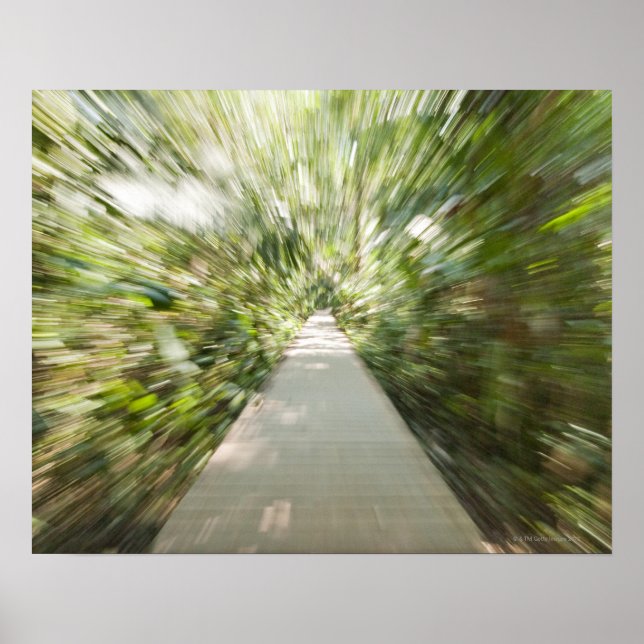 Ein hölzerner Weg durch den Regenwald in einem zer Poster (Vorne)