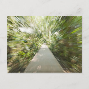 Ein hölzerner Weg durch den Regenwald in einem zer Postkarte