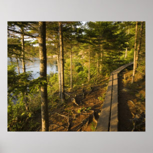 Ein Holzsteg in den Acadia Nationalpark Maine Poster
