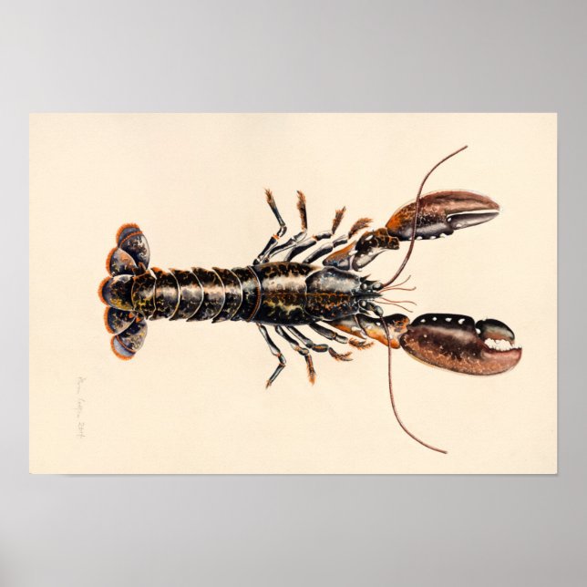 Ein Hummer aus Solva Poster (Vorne)