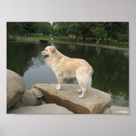 Ein Hund an einem Teich Poster