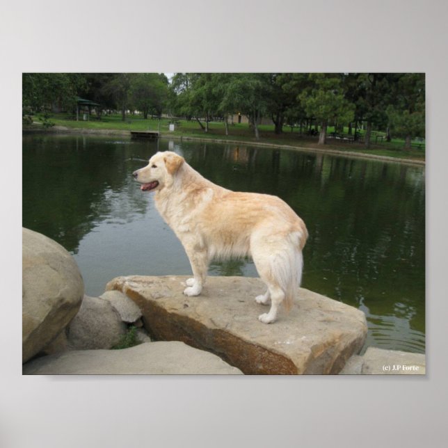 Ein Hund an einem Teich Poster (Vorne)