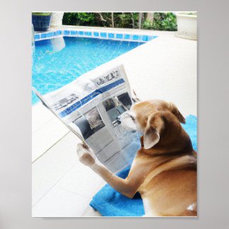 Ein Hund, der am Pool eine Zeitung liest Poster