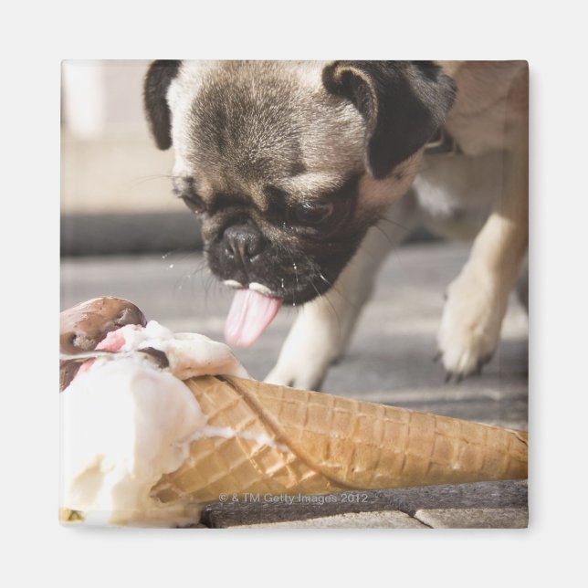Ein Hund, der ein Eis aus einem Gehsteig isst Magnet (Vorne)