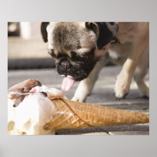 Ein Hund, der ein Eis aus einem Gehsteig isst Poster