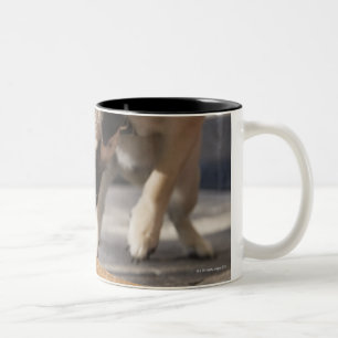 Ein Hund, der eine Eiscreme von einer Plasterung Zweifarbige Tasse
