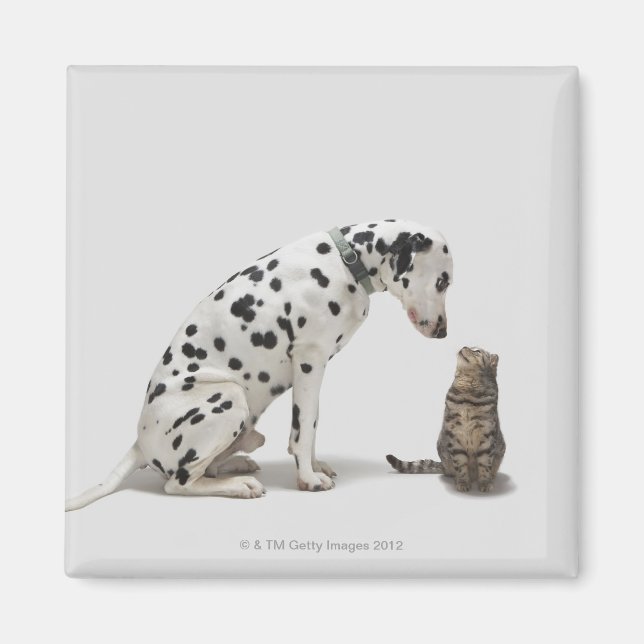 Ein Hund, der eine Katze sieht Magnet (Vorne)