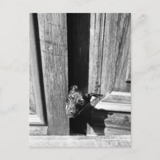 Ein Hund, der von der Tür herausschaut, nah-oben. Postkarte