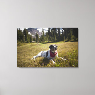 Ein Hund Erholungen nach einer Wanderung zum Jeffe Leinwanddruck
