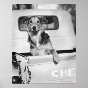 Ein Hund im Auto. Poster