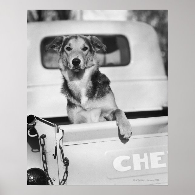 Ein Hund im Auto. Poster (Vorne)
