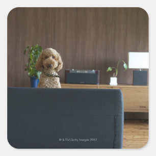 Ein Hund im Fahrzimmer Quadratischer Aufkleber