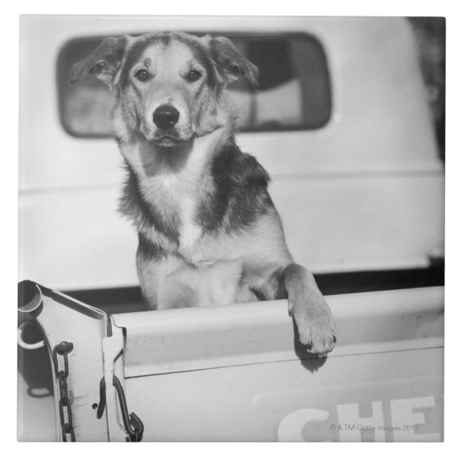 Ein Hund in einem Auto Fliese (Vorderseite)