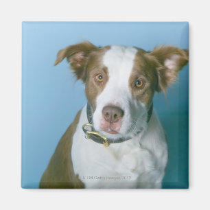 Ein Hund Magnet