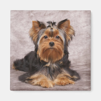 Ein Hund Magnet