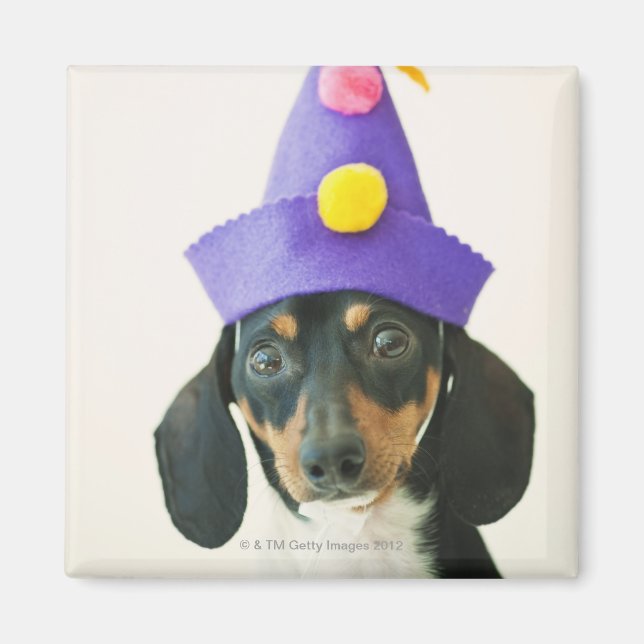 Ein Hund mit einem lustigen Hut Magnet (Vorne)
