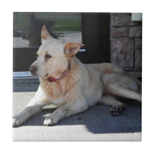 Ein Hund mit Geschichte Fliese (Vorderseite)