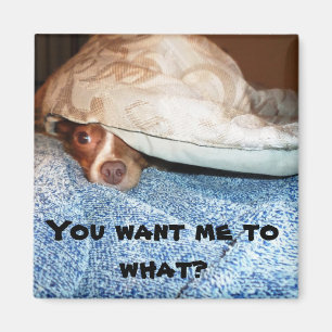 Ein Hund namens Mia Magnet