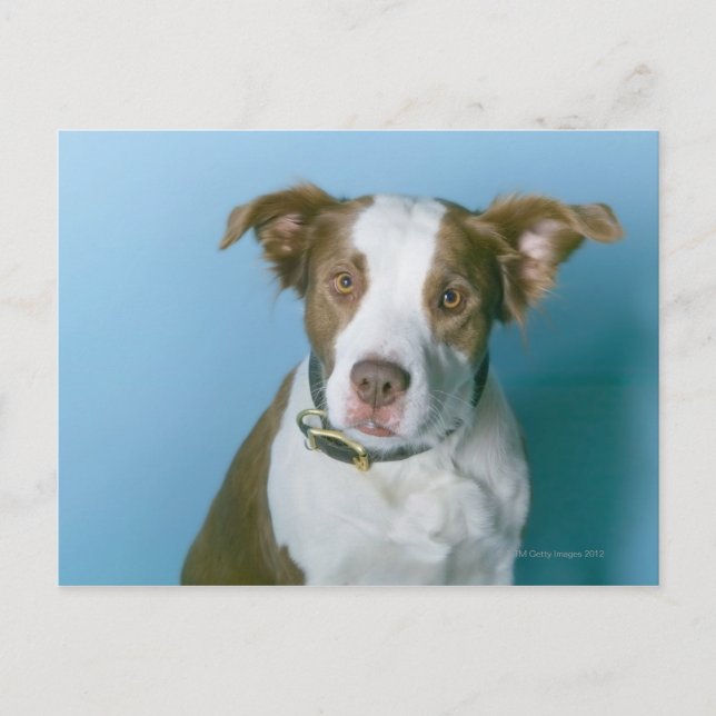 Ein Hund Postkarte (Vorderseite)
