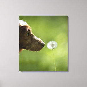 Ein Hund und ein Löwenzahn Leinwanddruck