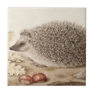 Ein Igel in der Landschaft von Giovanna Garzoni Fliese