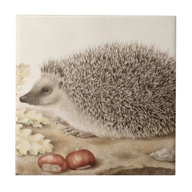 Ein Igel in der Landschaft von Giovanna Garzoni Fliese (Vorderseite)