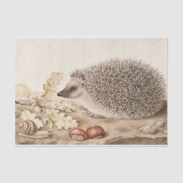 Ein Igel in der Landschaft von Giovanna Garzoni Seidenpapier (Vorderseite)