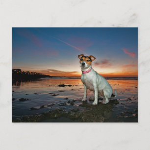 Ein Jack Russell sitzt Strand Brighton Beach Postkarte