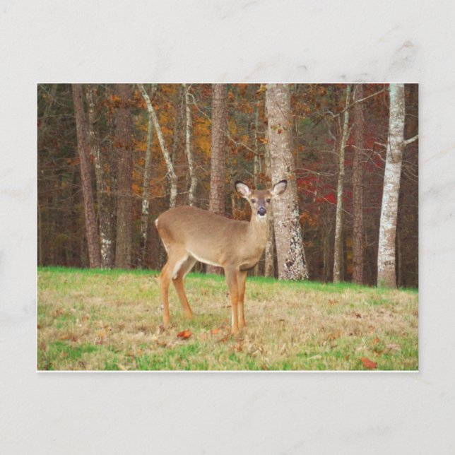 Ein Jägertraum Postkarte (Vorderseite)