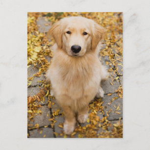 Ein Jahr alter Golden Retriever, Portrait Postkarte