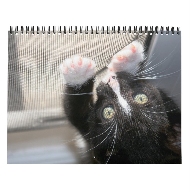 Ein Jahr der Fuzzybutten Kalender (Titelbild)