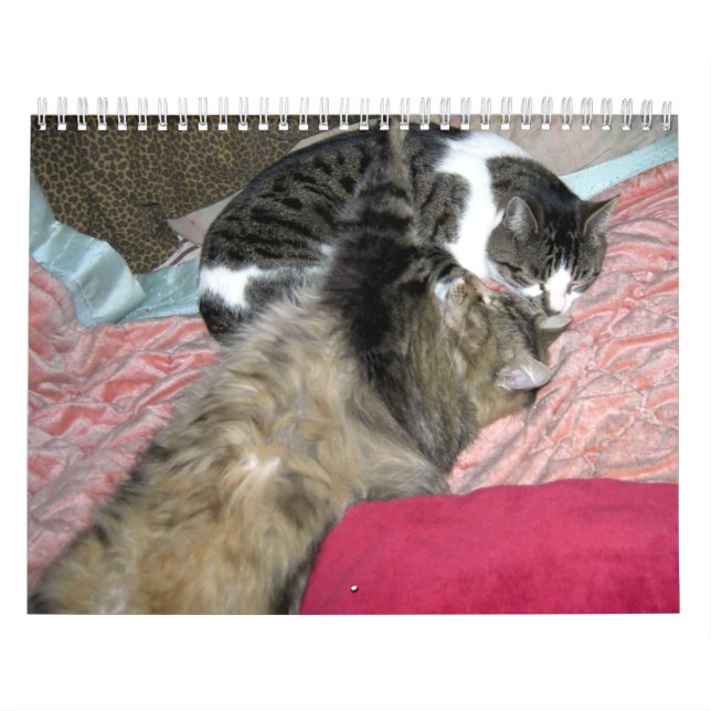 Ein Jahr der Kätzchen Kalender (Titelbild)
