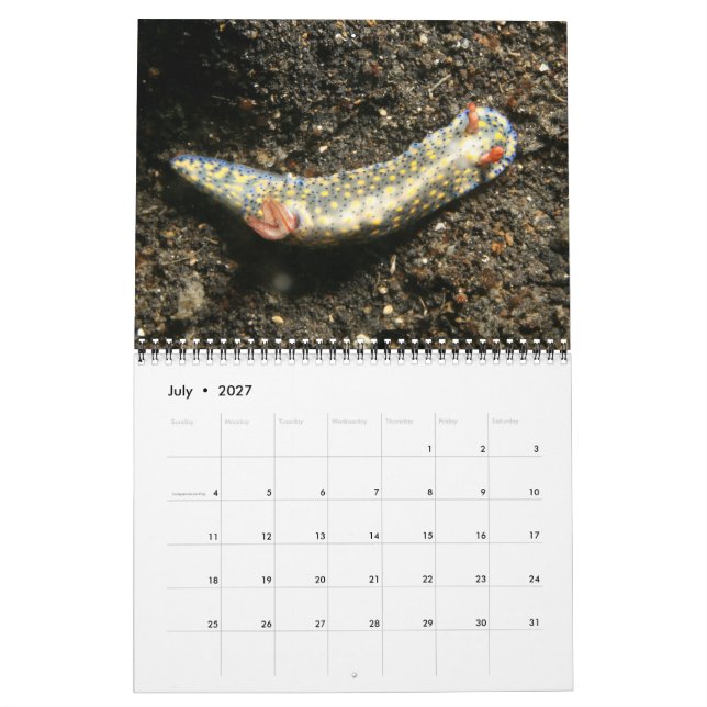 Ein Jahr des Nudibranchs-Kalenders Kalender (Jul 2027)