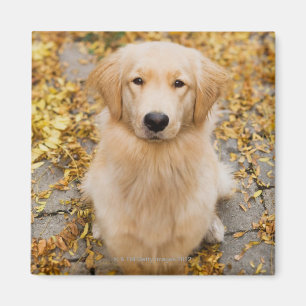 Ein Jährige golden retriever, Porträt Magnet