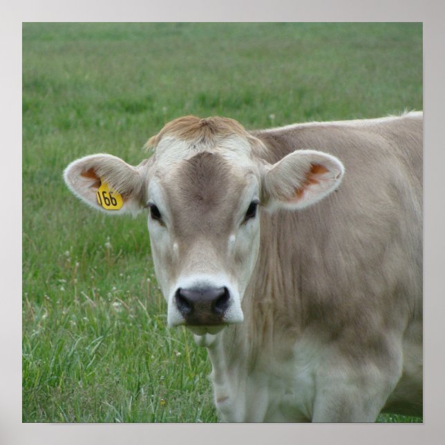 Ein Jersey Cow Poster (Vorne)