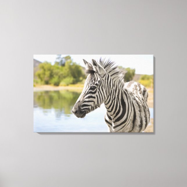 Ein jugendlicher Zebra (Equus zebra) Leinwanddruck (Vorderseite)