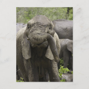 Ein junger afrikanischer Elefant (Loxodonta africa Postkarte
