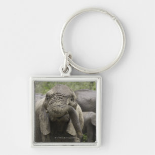 Ein junger afrikanischer Elefant (Loxodonta Schlüsselanhänger