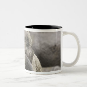 Ein junger afrikanischer Elefant (Loxodonta Zweifarbige Tasse