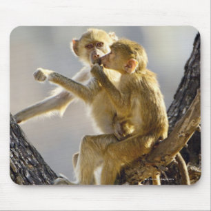 Ein junger gelber Pavian (Papio Cynocephalus) Mousepad
