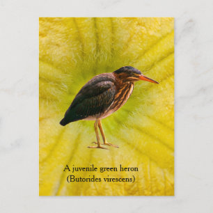 Ein junger Grüner Reiher (Butorides virescens) Feiertagspostkarte