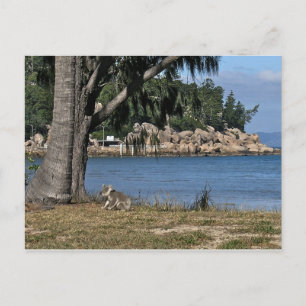 Ein junger Koala am Strand Postkarte