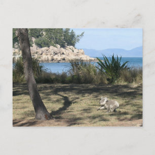Ein junger Koala am Strand Postkarte