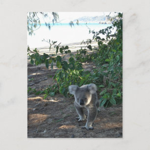 Ein junger Koala geht am Strand spazieren Postkarte