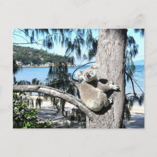 Ein junger Koala sitzt in einem Baum am Strand Postkarte